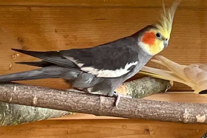 te koop koppel valkparkieten van 2019