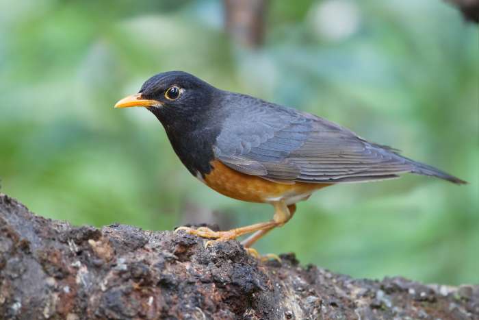 1-1 jonge zwartborstlijsters