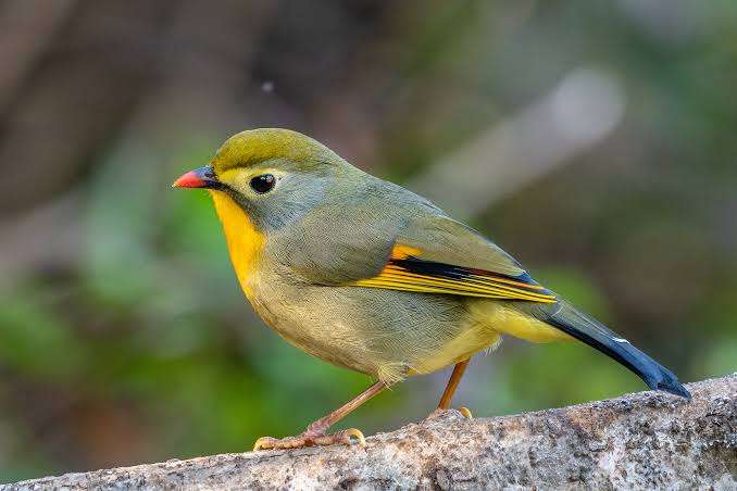 jonge mannen japanse nachtegalen