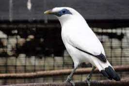 balispreeuwen 2025 (leucopsar rothschildi)