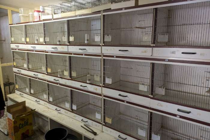 broedkooien kleur kanaries