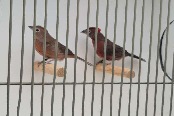 koppel rode kroonvinken