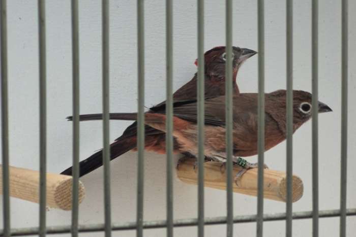 koppel rode kroonvinken