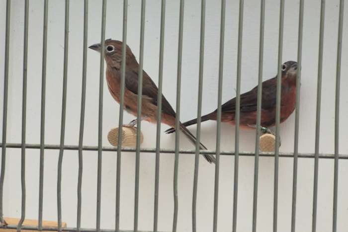 koppel rode kroonvinken