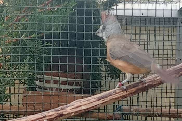 vermiljoen kardinaal pop