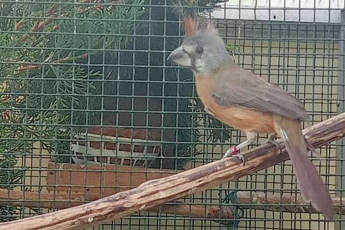 vermiljoen kardinaal pop