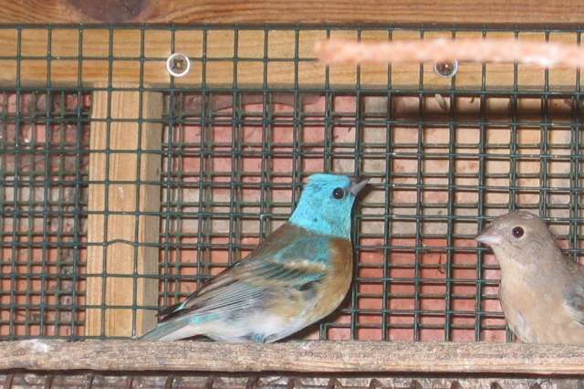 kweekkoppel lazulivinken ,passerina amoena