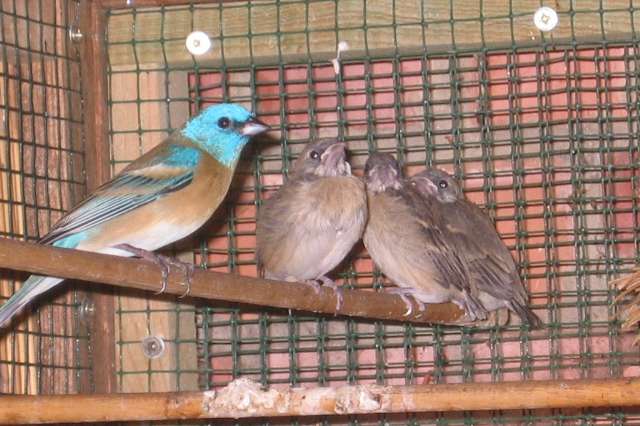 kweekkoppel lazulivinken ,passerina amoena