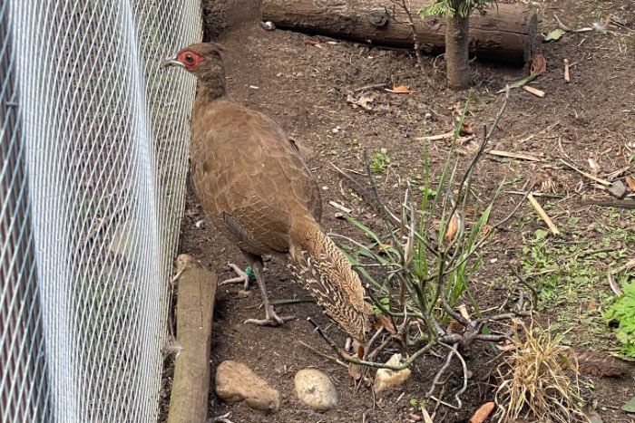 3-3 streepfazant van 2025