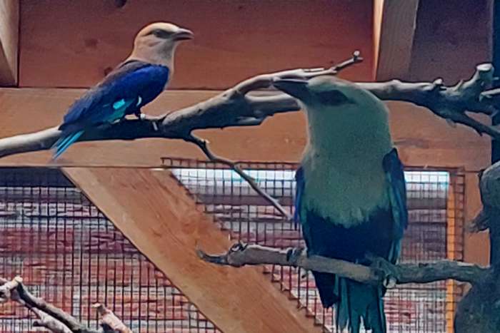 koppel blauwbuikscharrelaars