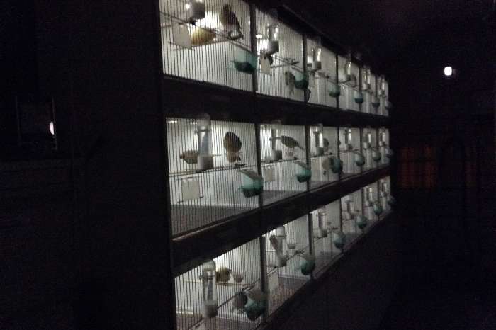 avicultuur-led dimmers voor 'n goed dag/nachtritme