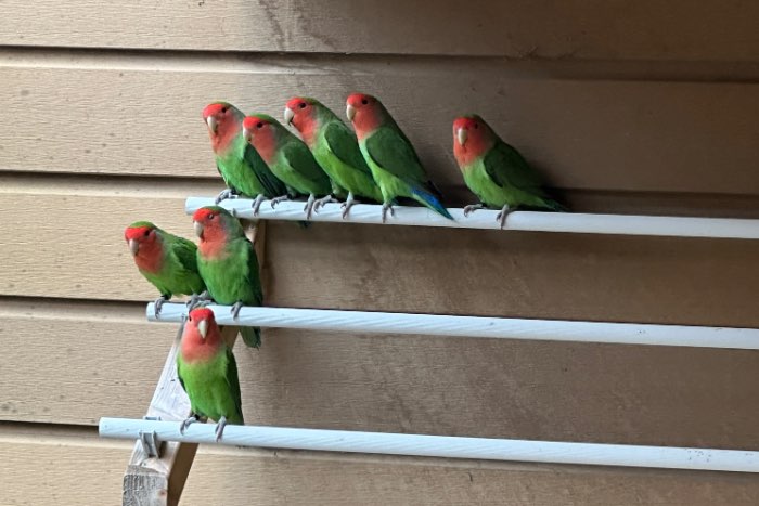 agapornis roseicollis standaard