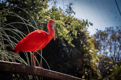 3.2 rood ibis broedpar koppels. transport posible holland belgi