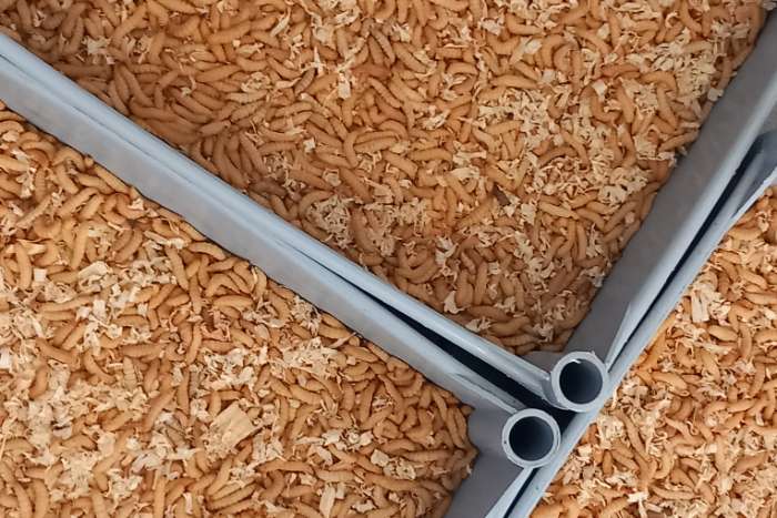 insects for birds @ putte vogelmarkt zondag 16/11 !!!!