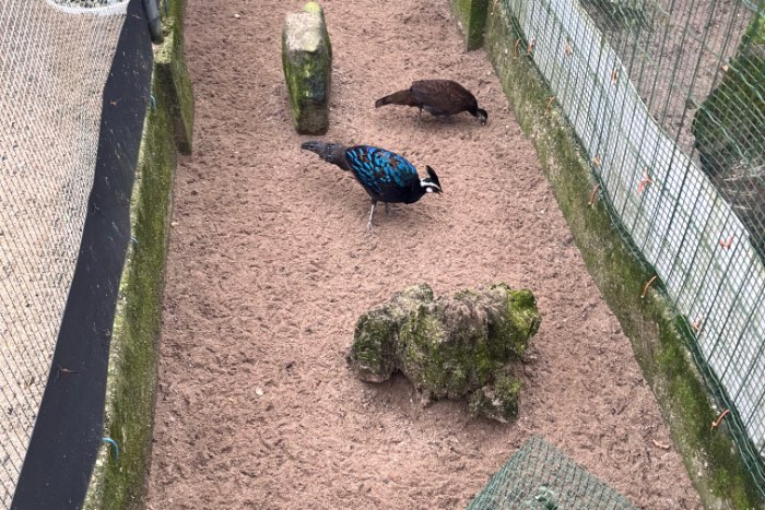 fazanten / pauwfazanten / bruinborst patrijs