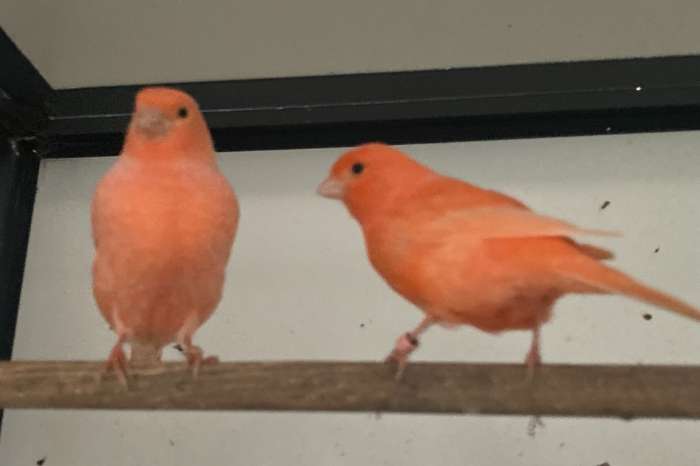 rode , rood ivoor , zwart- rode kanaries