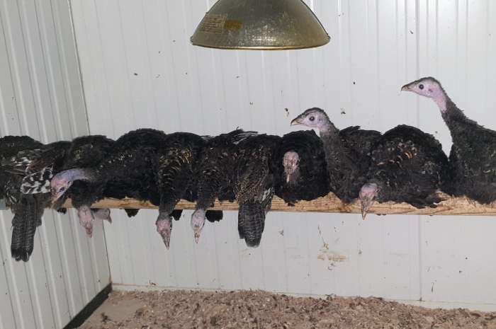 pauwkalkoen/honduraskalkoen/meleagris ocellata/