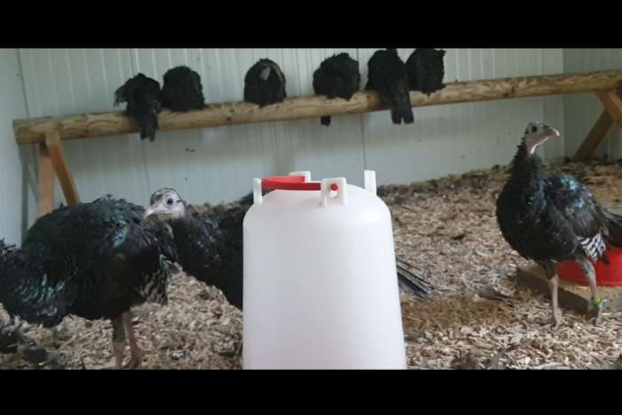 pauwkalkoen/honduraskalkoen/meleagris ocellata/