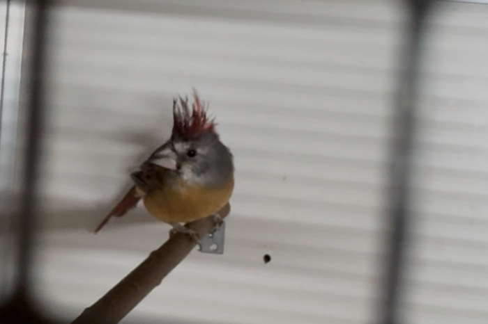 vermiljoen kardinaal