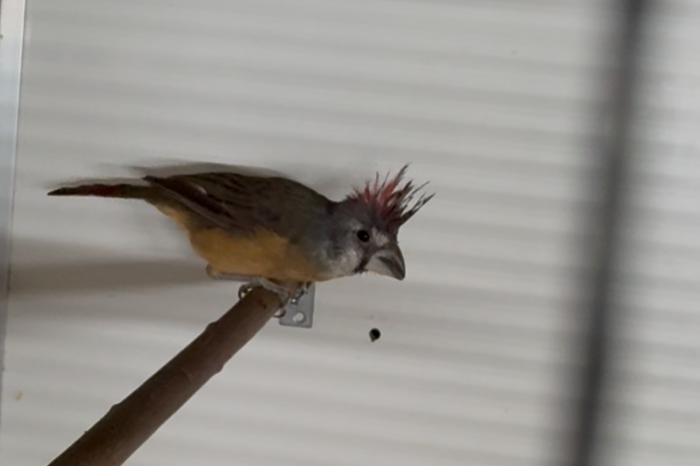 vermiljoen kardinaal