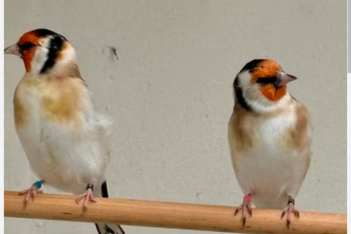 wildkleur major putters