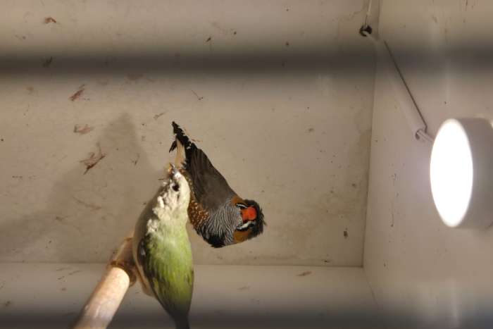 forbes papegaai amadines