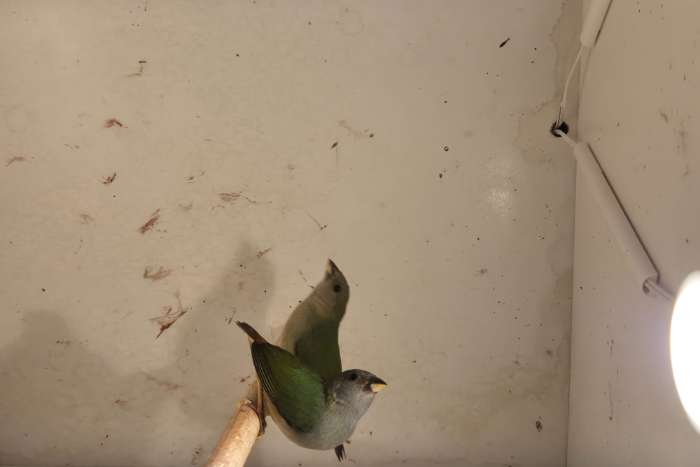 forbes papegaai amadines