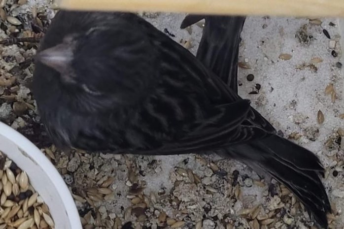 koppels zwart kobalt dominant wit