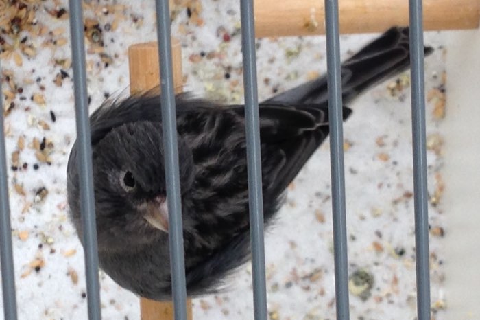 koppels zwart kobalt dominant wit