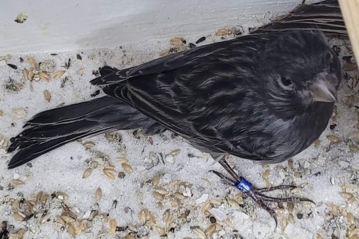 koppels zwart kobalt dominant wit