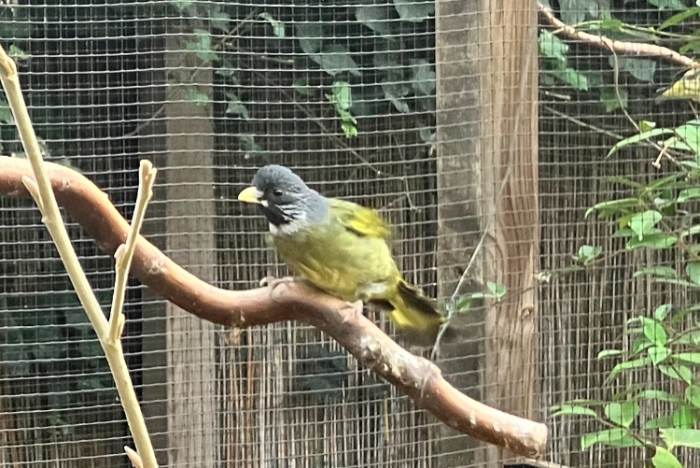 1-1 vinksnavel buulbuul