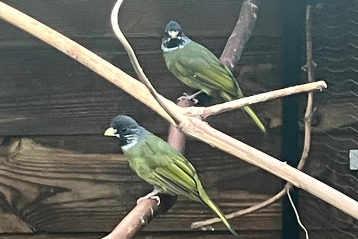 1-1 vinksnavel buulbuul