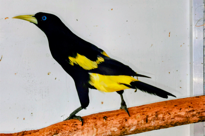 geelstuitbuidelspreeuw