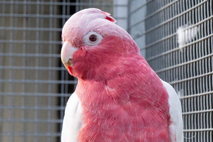 1-2 lutino rose kaketoe