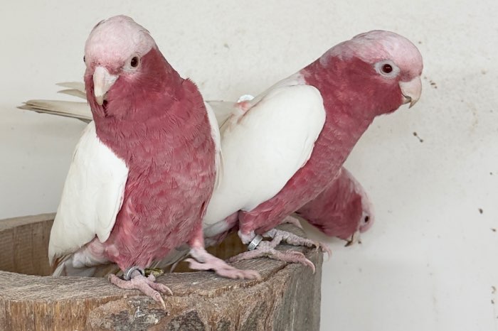 1-2 lutino rose kaketoe