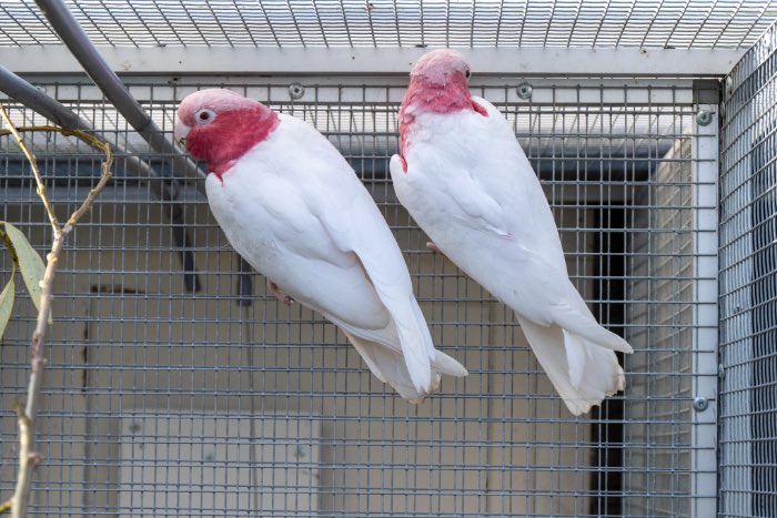 1-2 lutino rose kaketoe