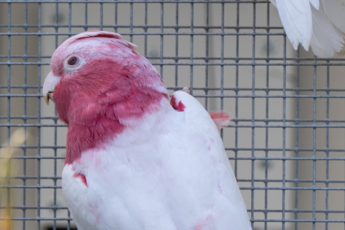 1-2 lutino rose kaketoe