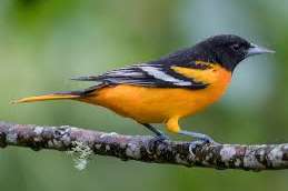 0.1 baltimore trupial pop gezocht