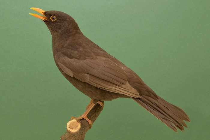 merels te verkrijgen zondag op beurs putte