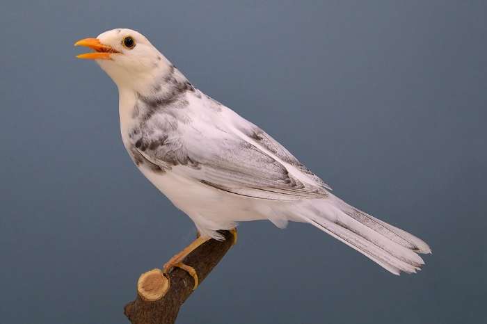 merels te verkrijgen zondag op beurs putte