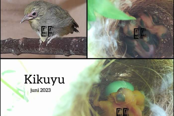 kikuyu brilvogel