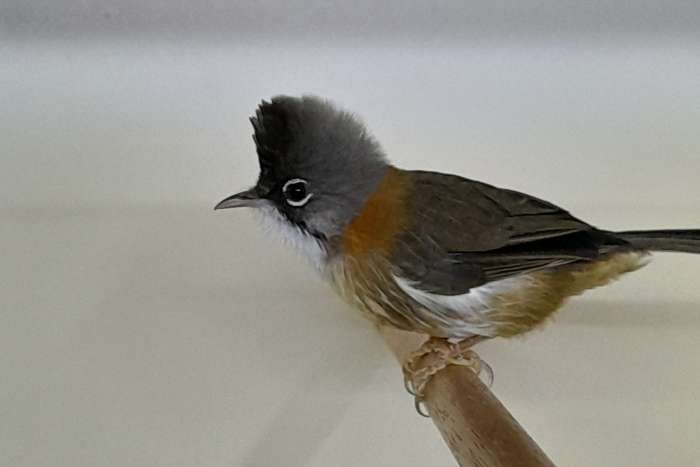 yuhina flavicollis 1-0