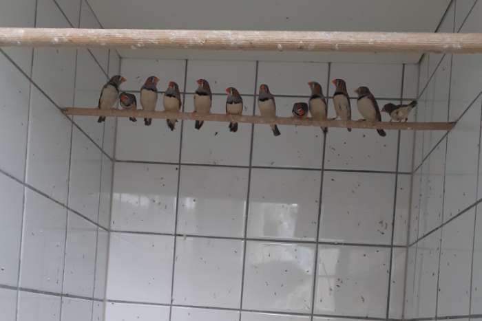 t.t. waardige timor zebravinken