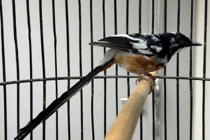 bonte schamalijster - copsychus malabaricus