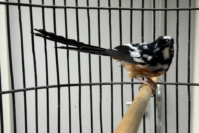 bonte schamalijster - copsychus malabaricus