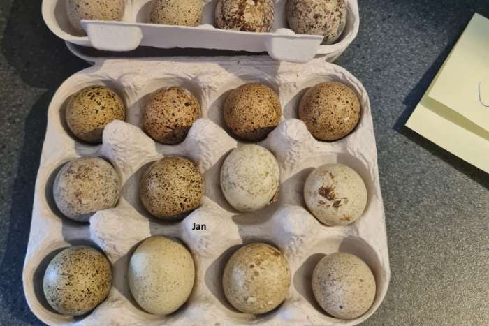 verse broedeieren harlekijn en chinese dwergkwartels