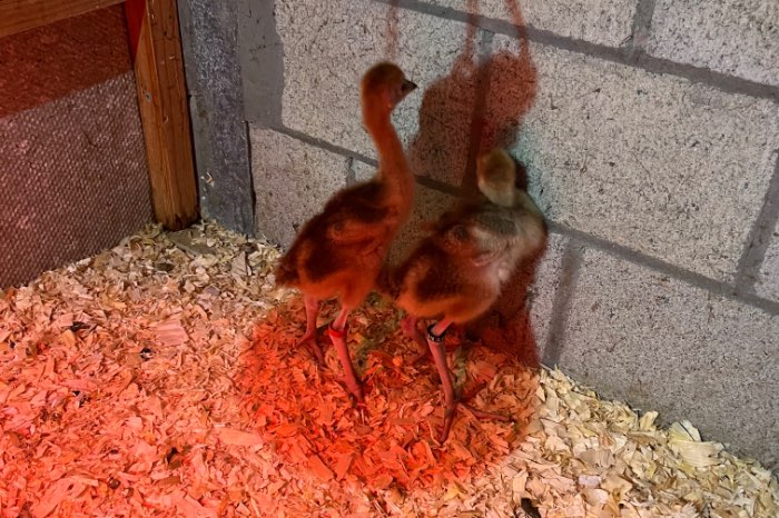 kuikens grijze kroonkraanvogel