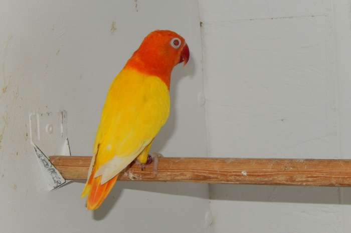 lutinoopaline fischerie poppen