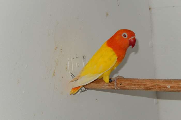 lutinoopaline fischerie poppen