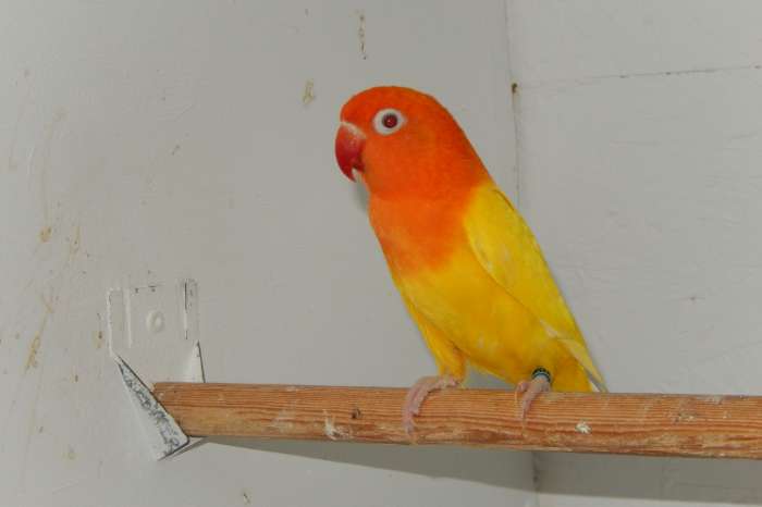 lutinoopaline fischerie poppen